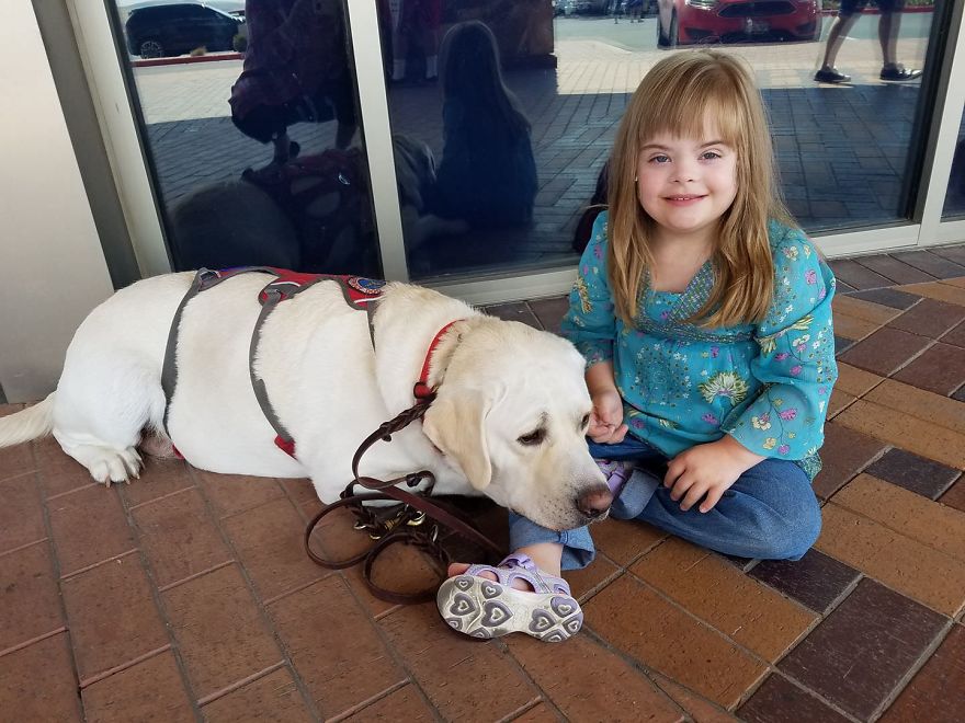 Our Labrador Dog "Hero" Saved Our Daughter Sadie's Life!