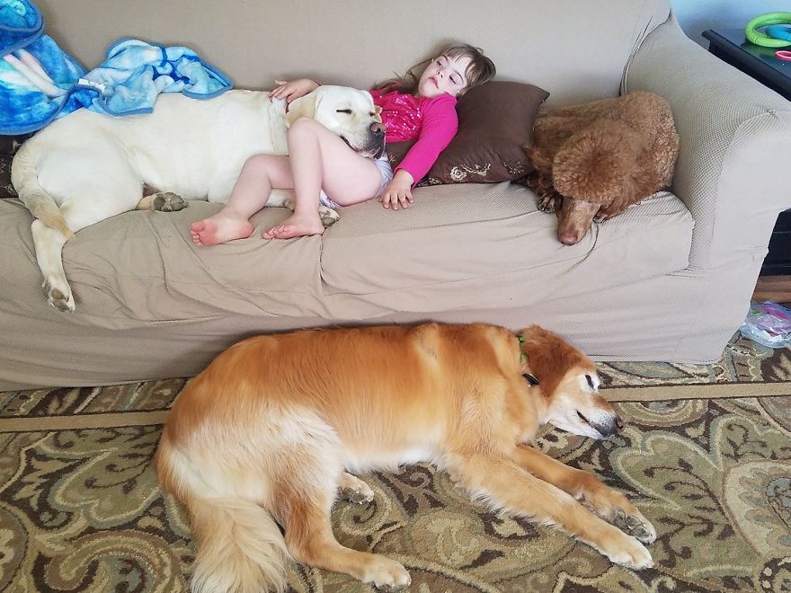 Our Labrador Dog "Hero" Saved Our Daughter Sadie's Life!