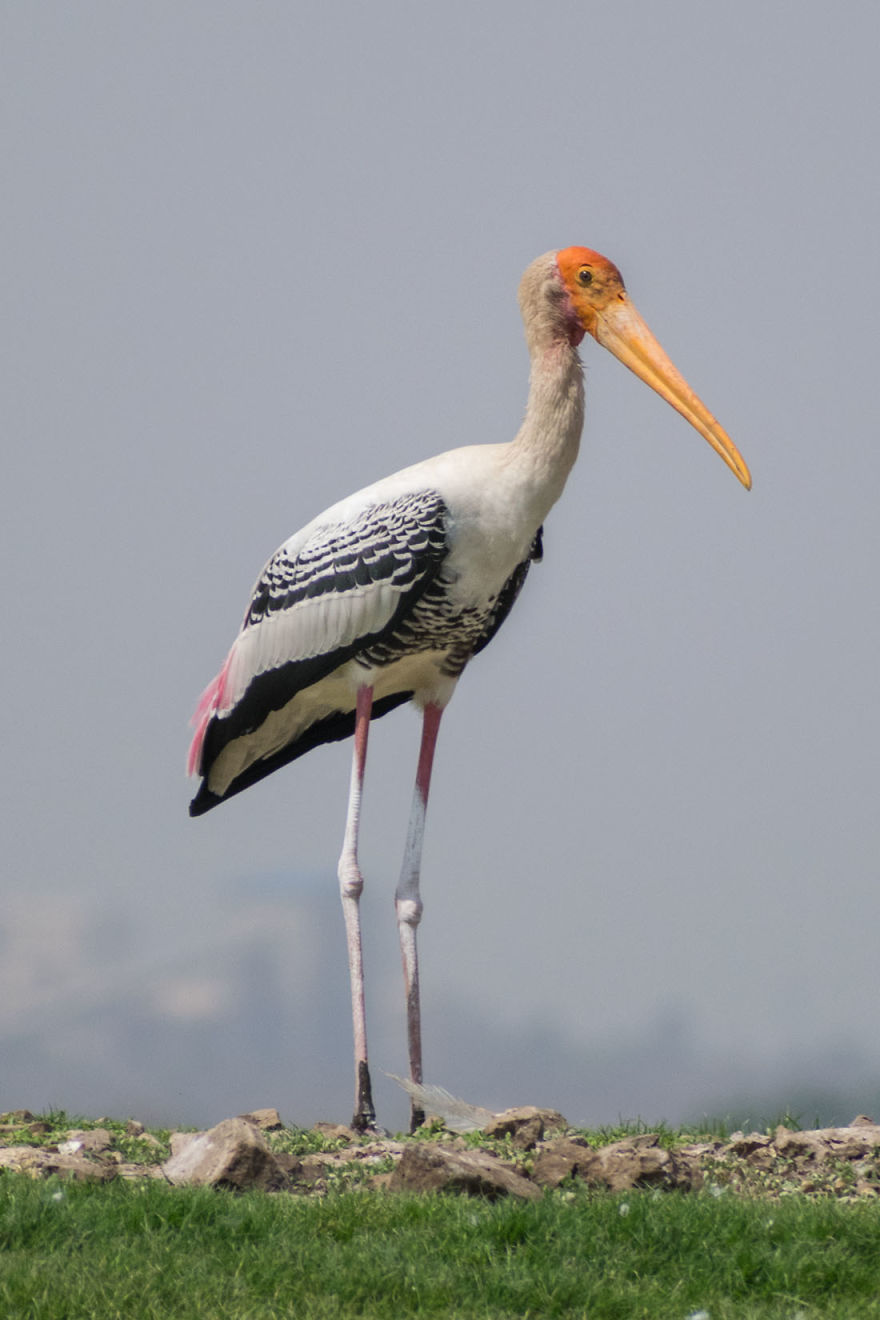 Birds Of Bhigwan – In Breeding Plumage