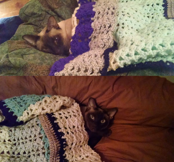 Sammy-Lucy-with-new-blankets-5d16164c54459.jpg
