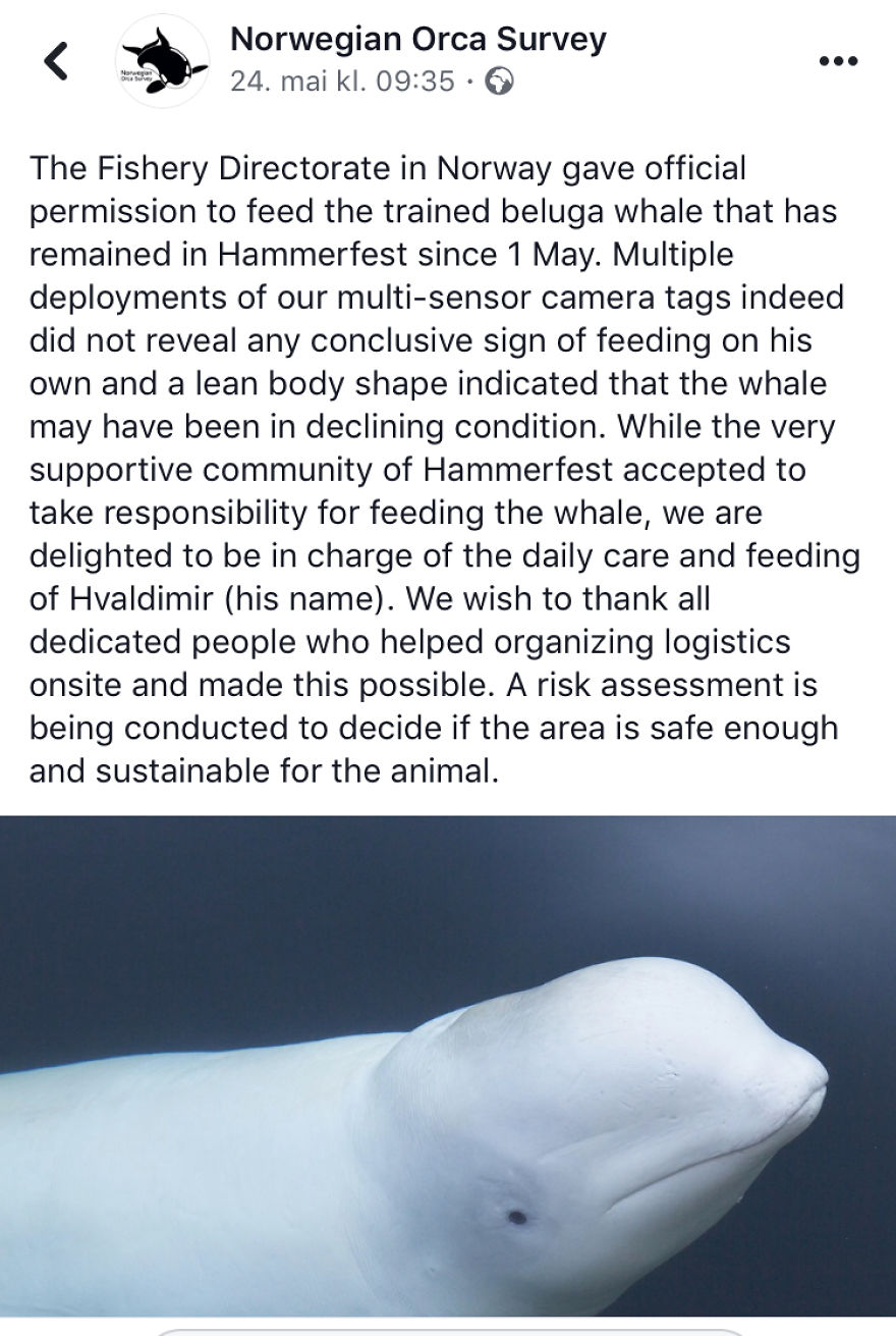 I Wrote This Story On Behalf Of "Hvaldimir" - The Tame Beluga Whale That Was Freed From A Tight Harness. Now Taken Care Of By The Norwegian Orca Survey And The Local Community Of Hammerfest, Norway