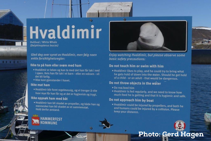 I Wrote This Story On Behalf Of "Hvaldimir" - The Tame Beluga Whale That Was Freed From A Tight Harness. Now Taken Care Of By The Norwegian Orca Survey And The Local Community Of Hammerfest, Norway