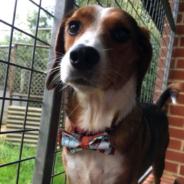 12-Year-Old Kid Makes Shelter Cats And Dogs Stylish Bow Ties To Help Them Find A Home