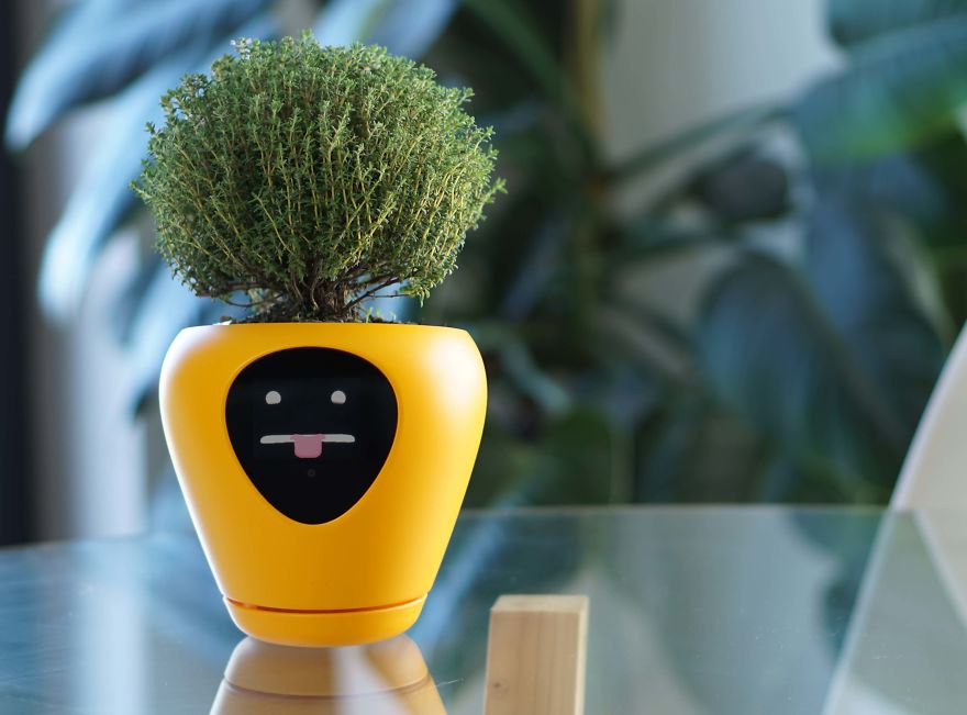 This Is The Sweetest Smart Planter! This Is The Sweetest Smart Planter!