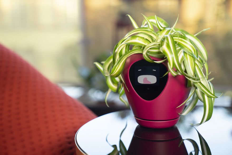 This Is The Sweetest Smart Planter! This Is The Sweetest Smart Planter!