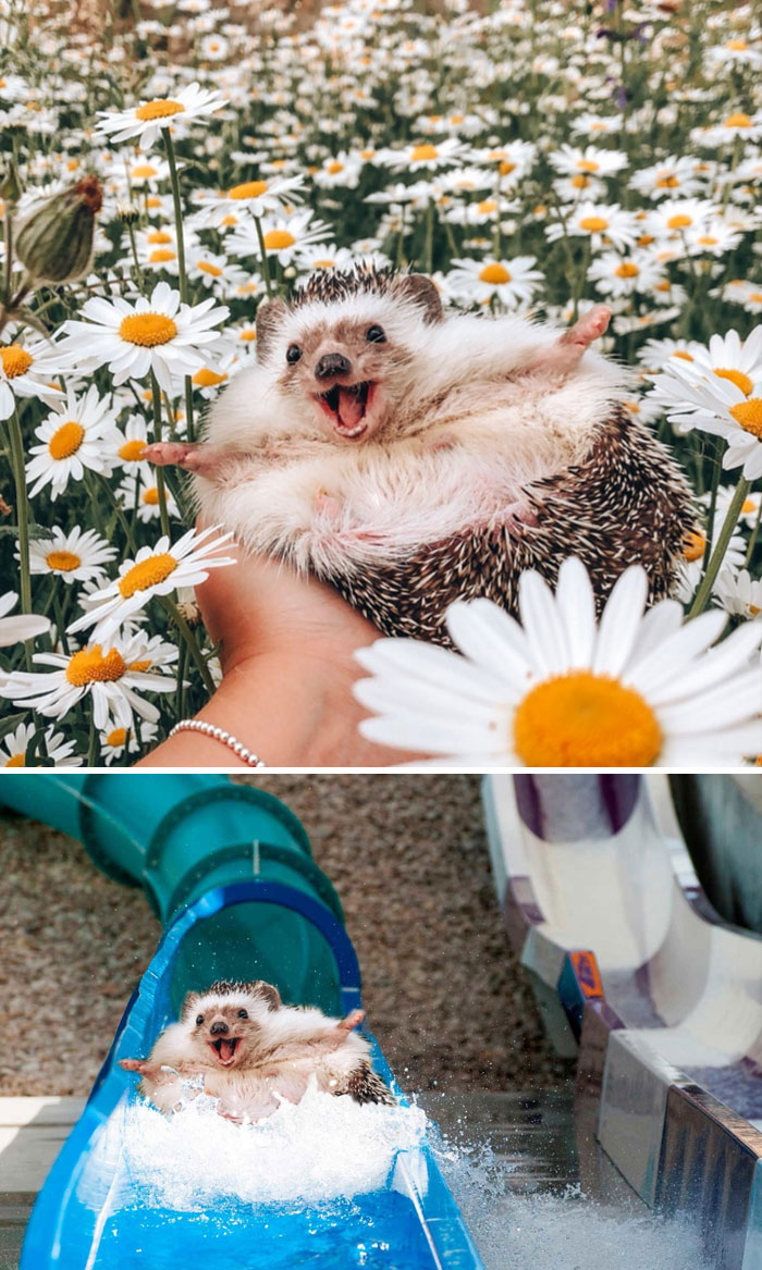 Hedgehog In A Field Of Daisies