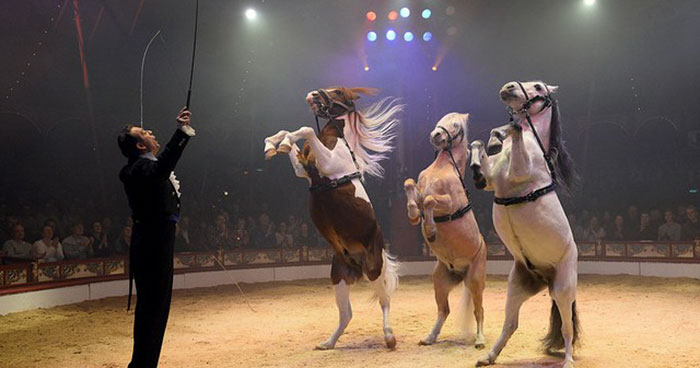 German Circus Uses Holograms Instead Of Live Animals For A Cruelty-Free Magical Experience