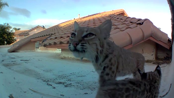 Bobcat Gives Birth To A Litter Of Kittens On Guy's Roof, So Next Year He Sets Up A Camera
