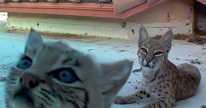 Bobcat Gives Birth To A Litter Of Kittens On Guy’s Roof, So Next Year He Sets Up A Camera