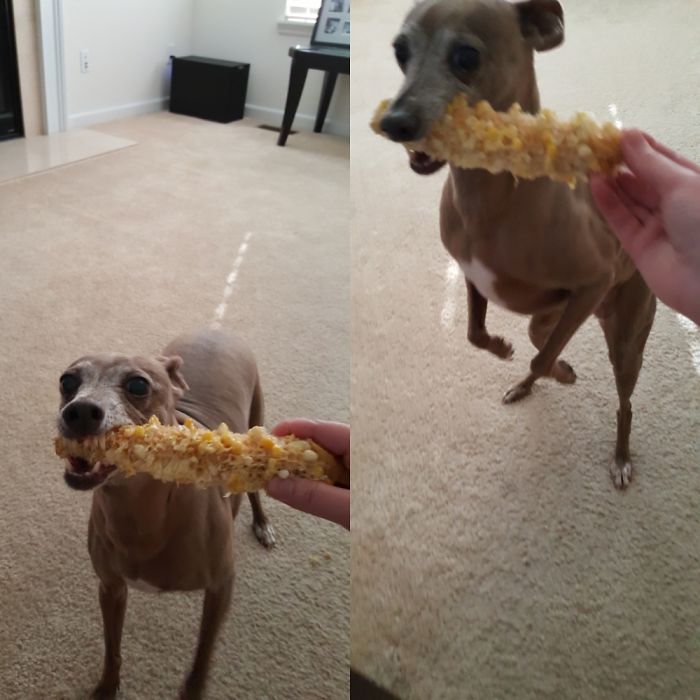 Pickles Is Very Serious About Her Corn On The Cob!!