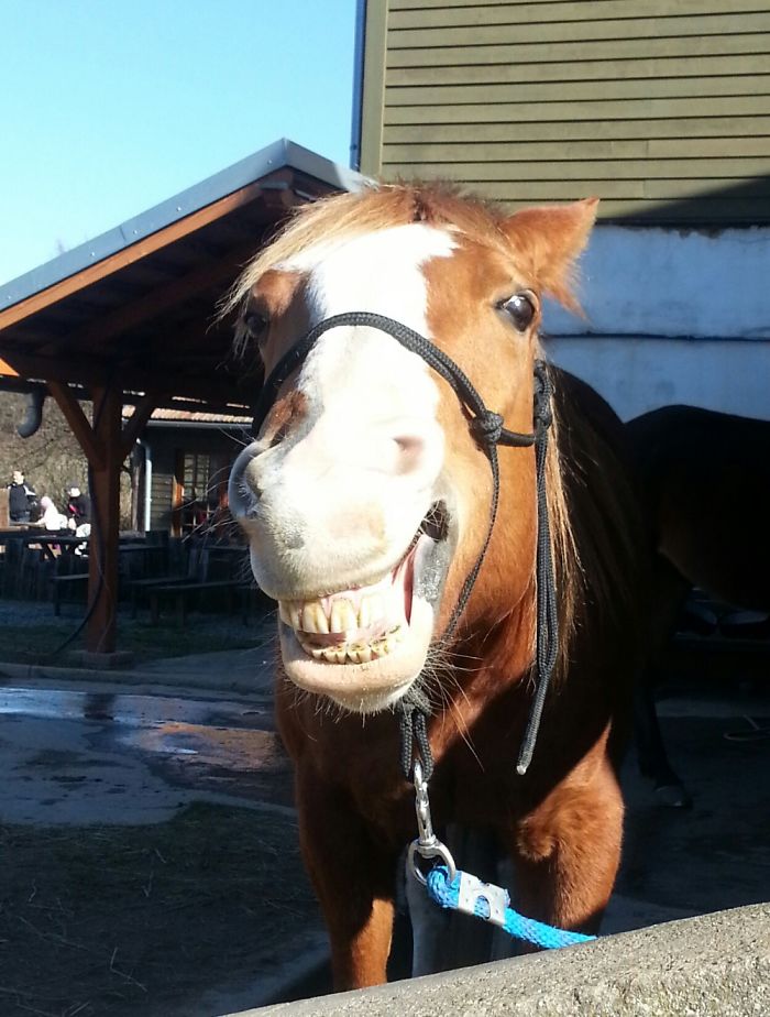 Sissi, The Smiling Horse😁
