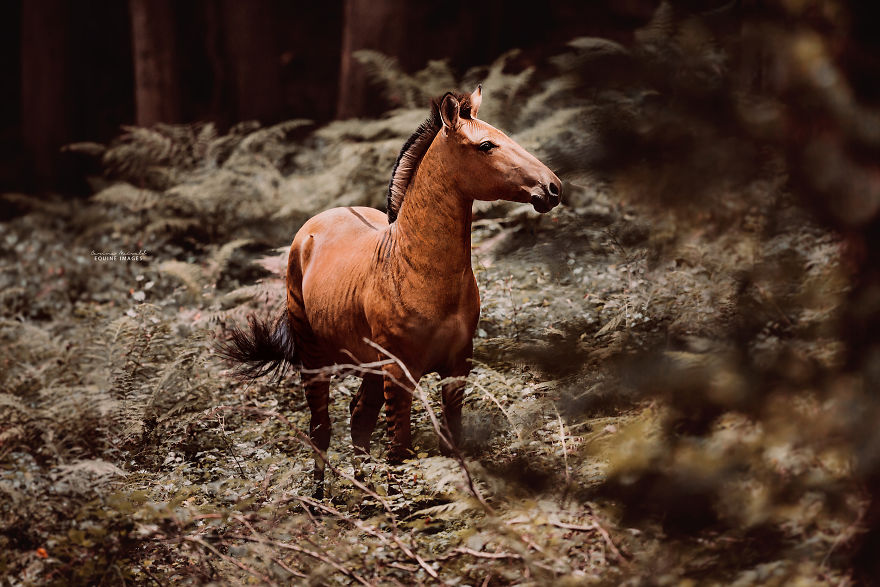I Photographed A Zorse – The Hybrid Most People Don't Think Exists (10 Photos)