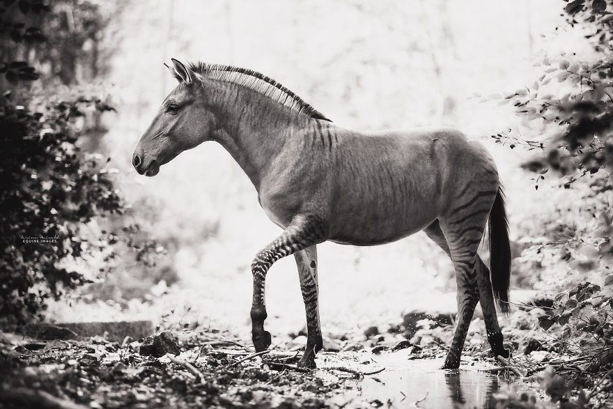 I Photographed A Zorse – The Hybrid Most People Don't Think Exists (10 Photos)