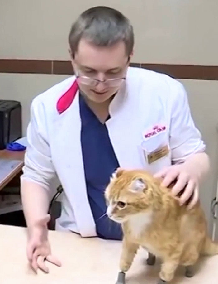 After This Cat Lost Its Limbs To Frostbite, People Set Him Up With 4 Prosthetic Ones
