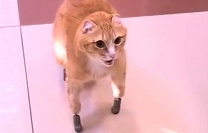 After This Cat Lost Its Limbs To Frostbite, People Set Him Up With 4 Prosthetic Ones