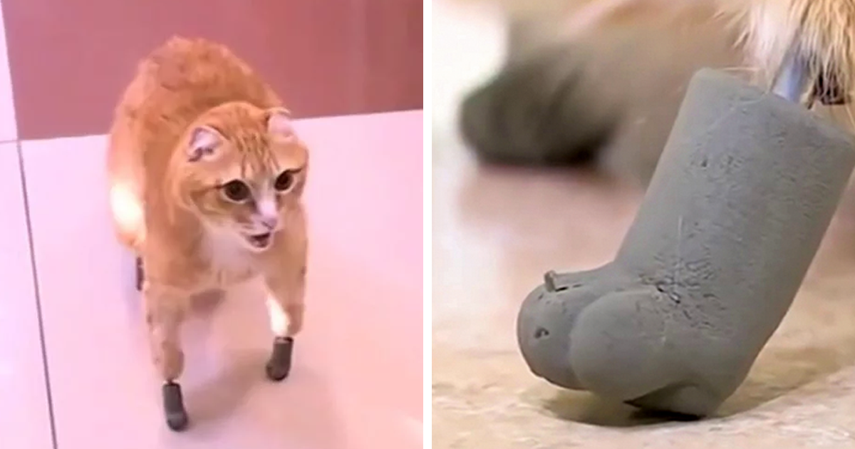 After This Cat Lost Its Limbs To Frostbite, People Set Him Up With 4  Prosthetic Ones | Bored Panda