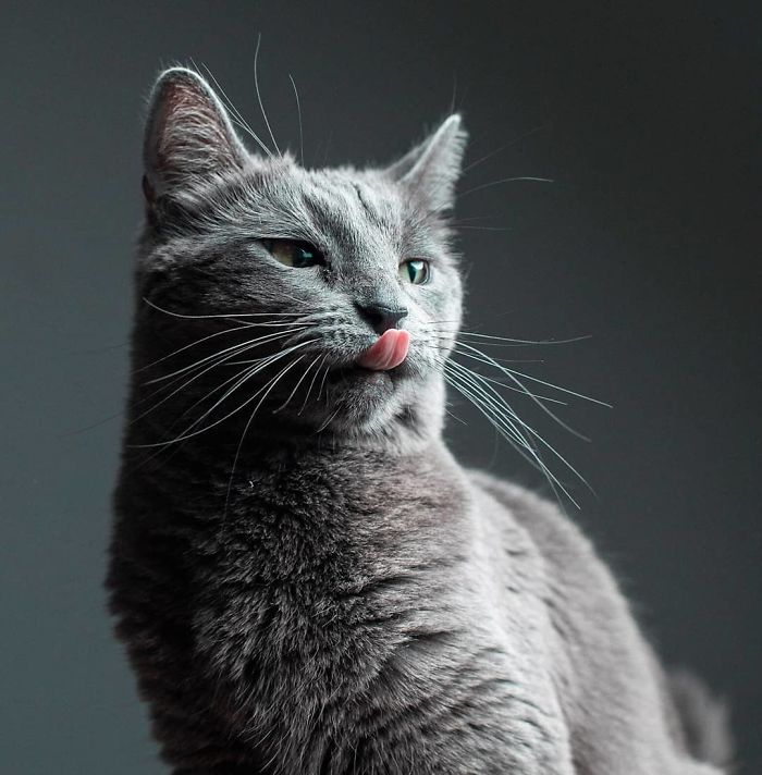 Esto es lo que ocurre cuando un fotógrafo te cuida al gato (10 imágenes)