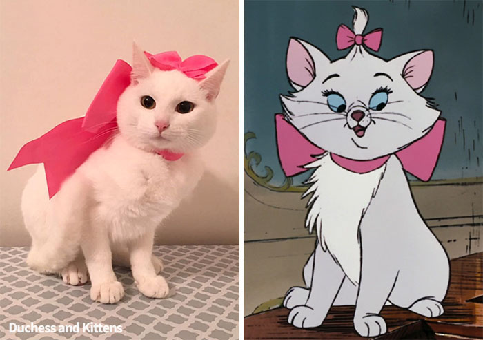 Owners Named Their Cat Duchess And Then She Gave Birth To All Of "The Aristocats" Cast
