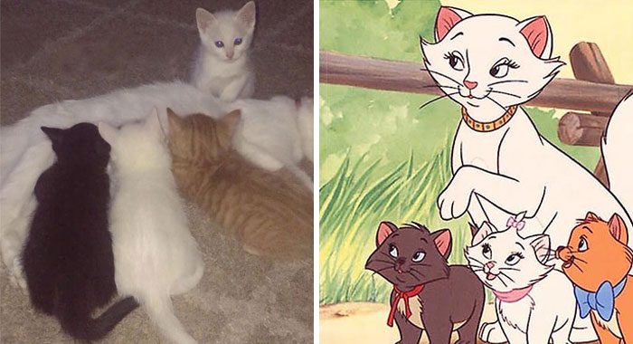 Owners Named Their Cat Duchess And Then She Gave Birth To All Of “The Aristocats” Cast