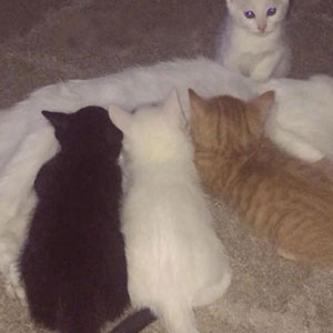 Owners Named Their Cat Duchess And Then She Gave Birth To All Of 