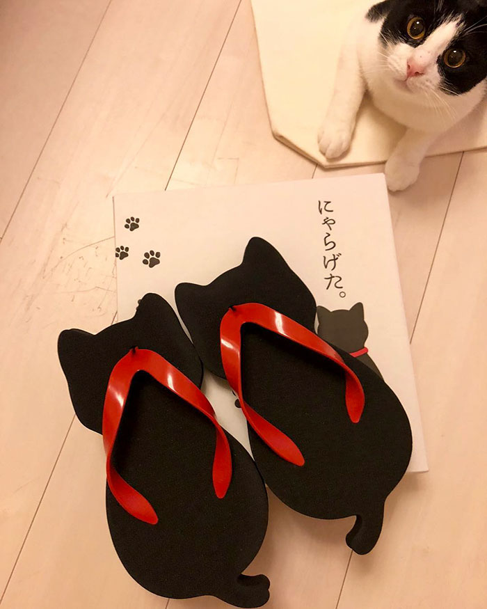 These Cat-Shaped Sandals Were Created By A Japanese Company, And They Look Adorable