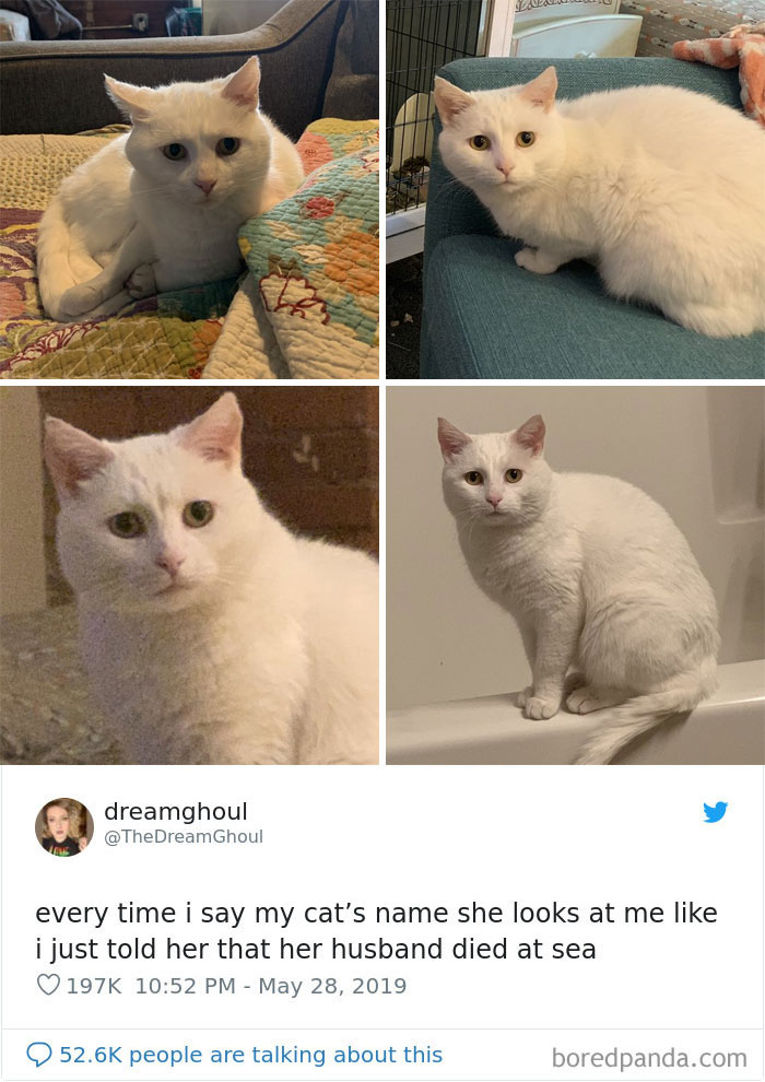 Cat-Tweets