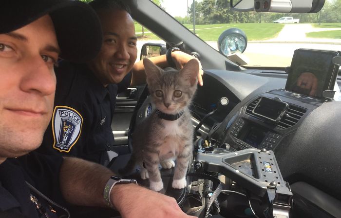 I Was Once A Kitty In A Shelter & Now I’m A Cop. Chase Your Dreams. Signed, Pawfficer Donut