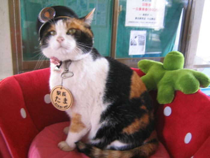 Tama Was A Female Calico Cat Who Gained Fame For Being A Station Master And Operating Officer At Kishi Station On The Kishigawa Line In Kinokawa, Wakayama Prefecture, Japan