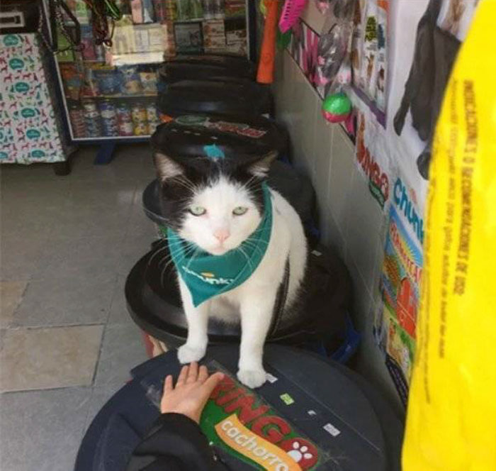 This Cat Is The Manager At A Local Pet Store