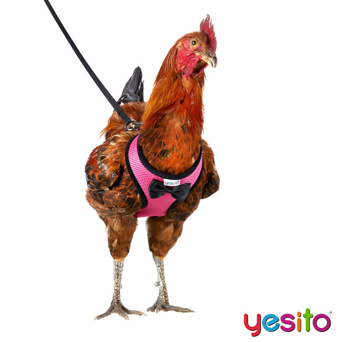 Amazon Is Selling Chicken Harnesses That Help Your Chicken Cross The Road Safely