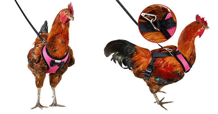 Amazon Is Selling Chicken Harnesses That Help Your Chicken Cross The Road Safely