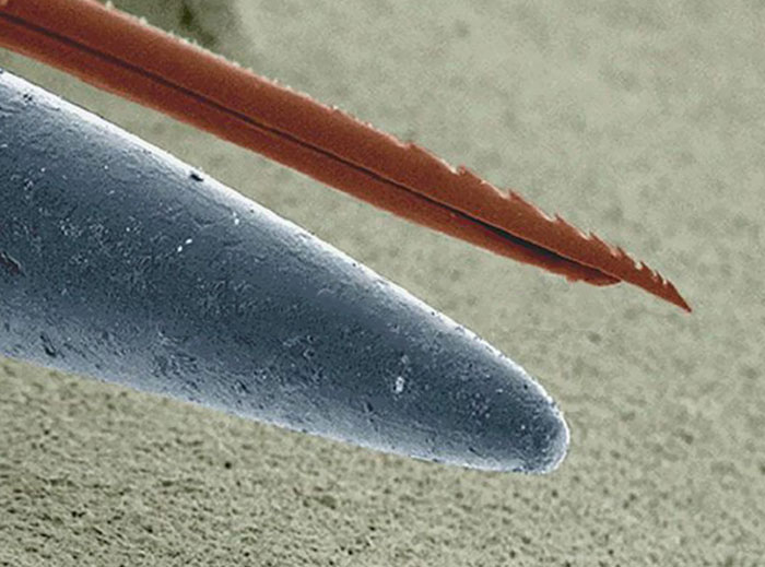 Aguijón de abeja vs aguja en el microscopio