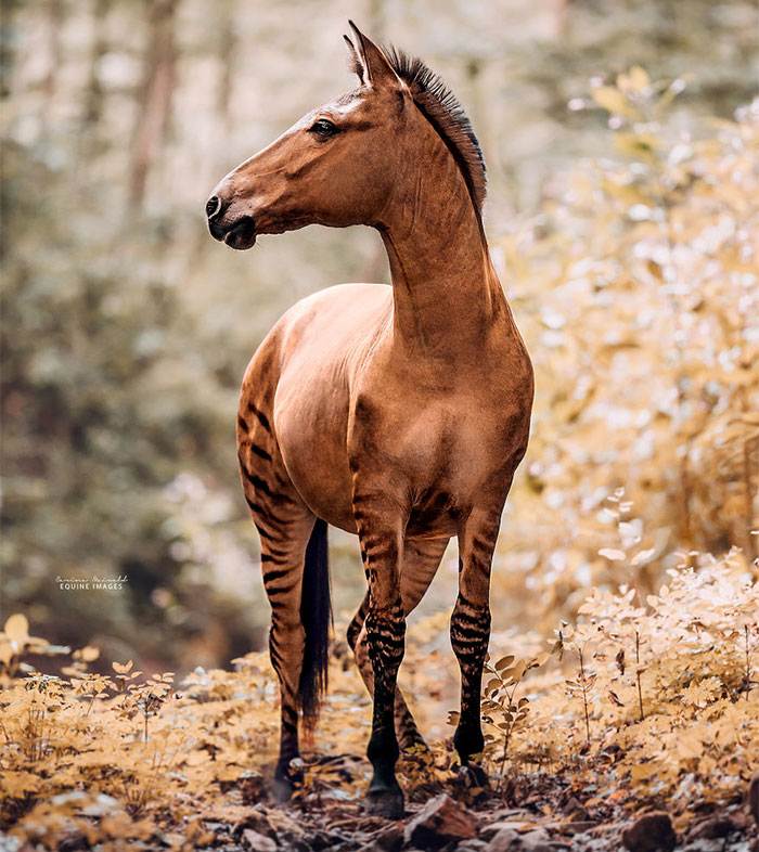I Photographed A Zorse – The Hybrid Most People Don’t Think Exists (10 Photos)