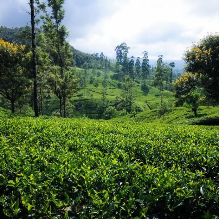 I Capture Breathtaking Tea Estates Of Sri Lanka