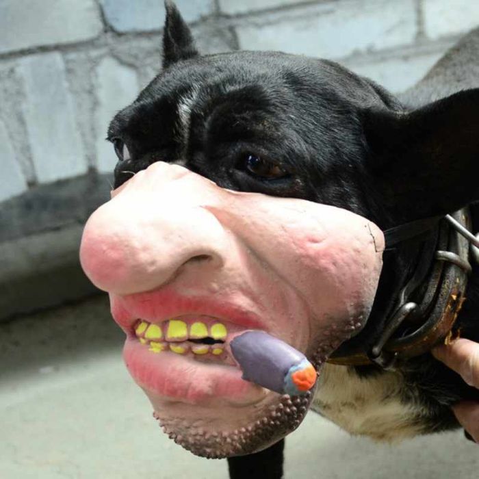 Amazon Is Selling Dog Muzzles That Look Like Human Faces And They’re Too Bizarre