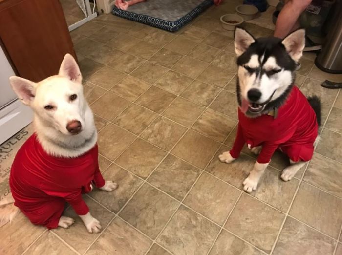 Amazon Is Selling Dog Onesies That Protect Your House From Shedding And Helps Reduce Their Anxiety