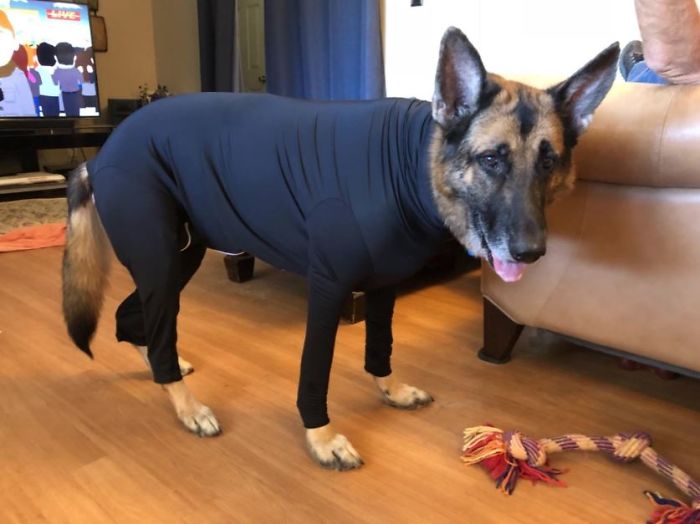 Amazon Is Selling Dog Onesies That Protect Your House From Shedding And Helps Reduce Their Anxiety