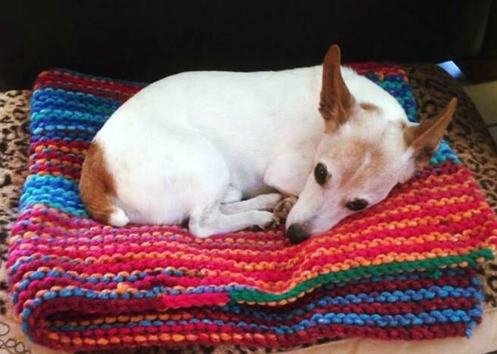 89-Year-Old Woman Has Knitted 450 Blankets For Shelter Dogs, And It's Adorable
