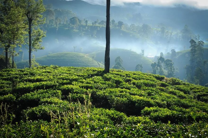 شاهد: عقارات الشاي السيلاني الخاطفة للأنفاس بسريلانكا (10 صور) 