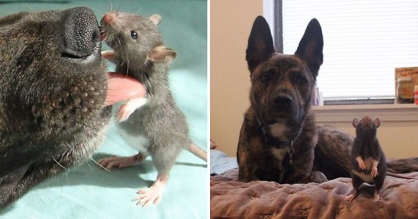 15 Reasons To Adopt A Pet Rat