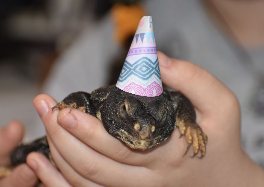My Teenager Had A Birthday Party With Reptiles And Furry Critters In Tiny Party Hats And It Was Amazing!