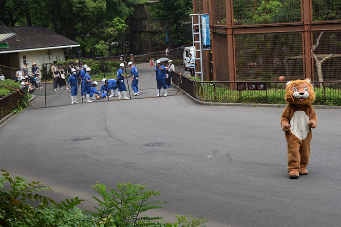 Japanese Zoo Escape Drill Goes Viral And People Are Laughing At The Real Lions' Reaction