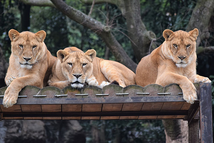 Japanese Zoo Escape Drill Goes Viral And People Are Laughing At The Real Lions' Reaction