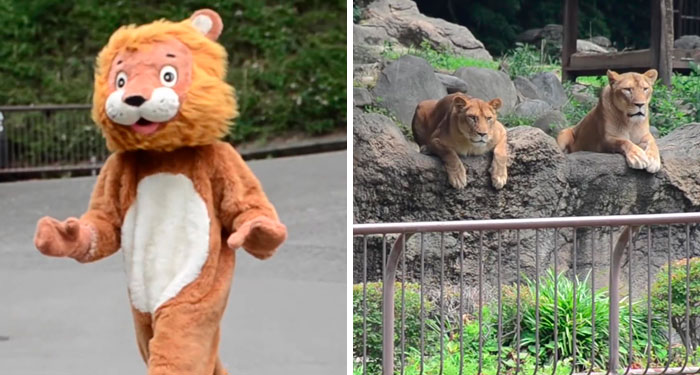 Japanese Zoo Escape Drill Goes Viral And People Are Laughing At The Real Lions’ Reaction