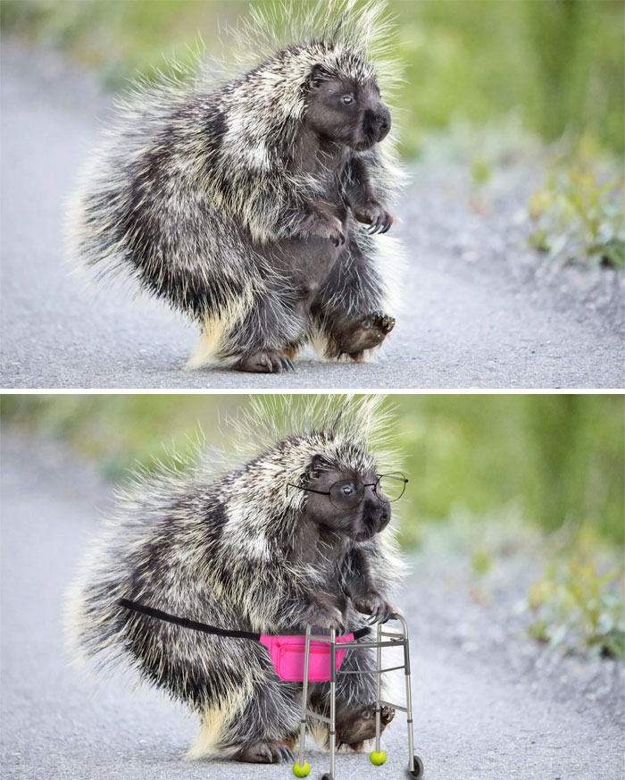 Porcupine Walking On Its Hind Legs