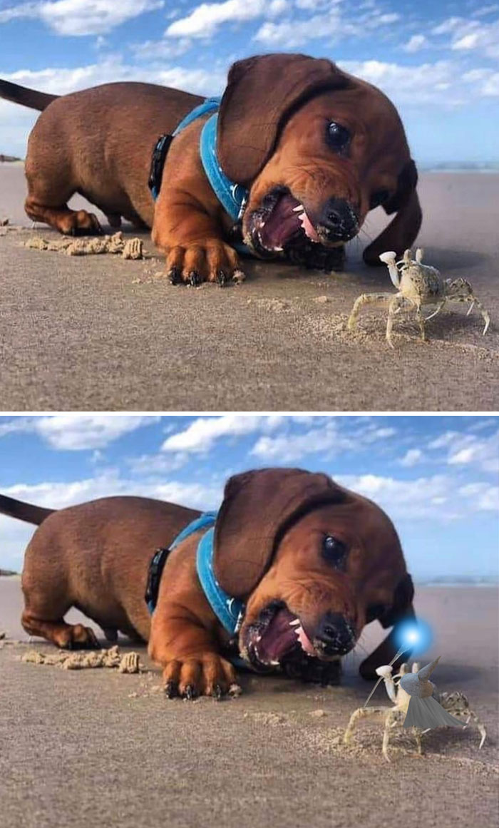 Dog And Crab On The Beach