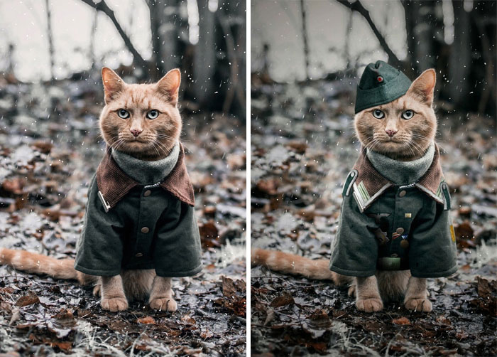 Cat In Coat