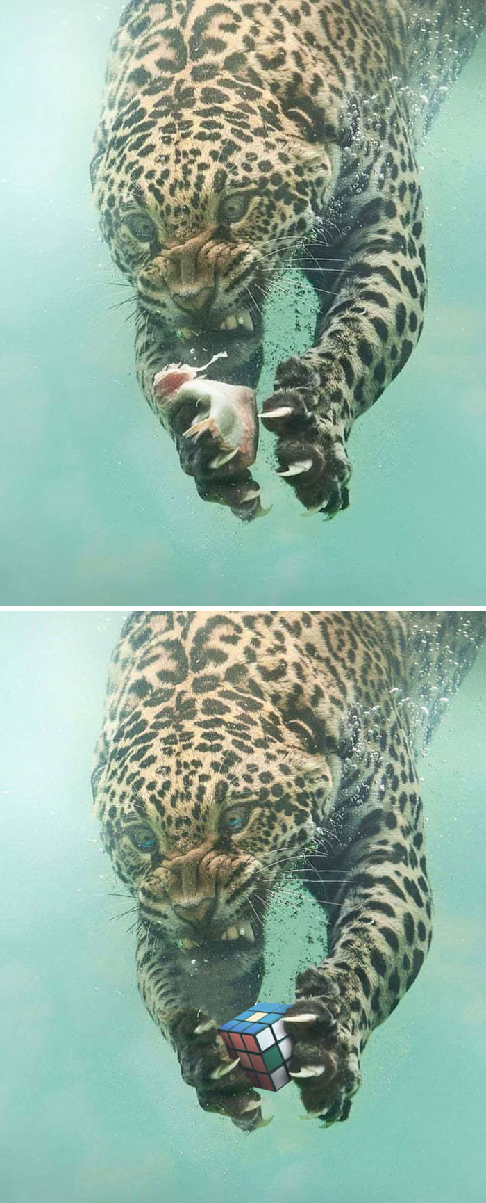 This Fishing Leopard