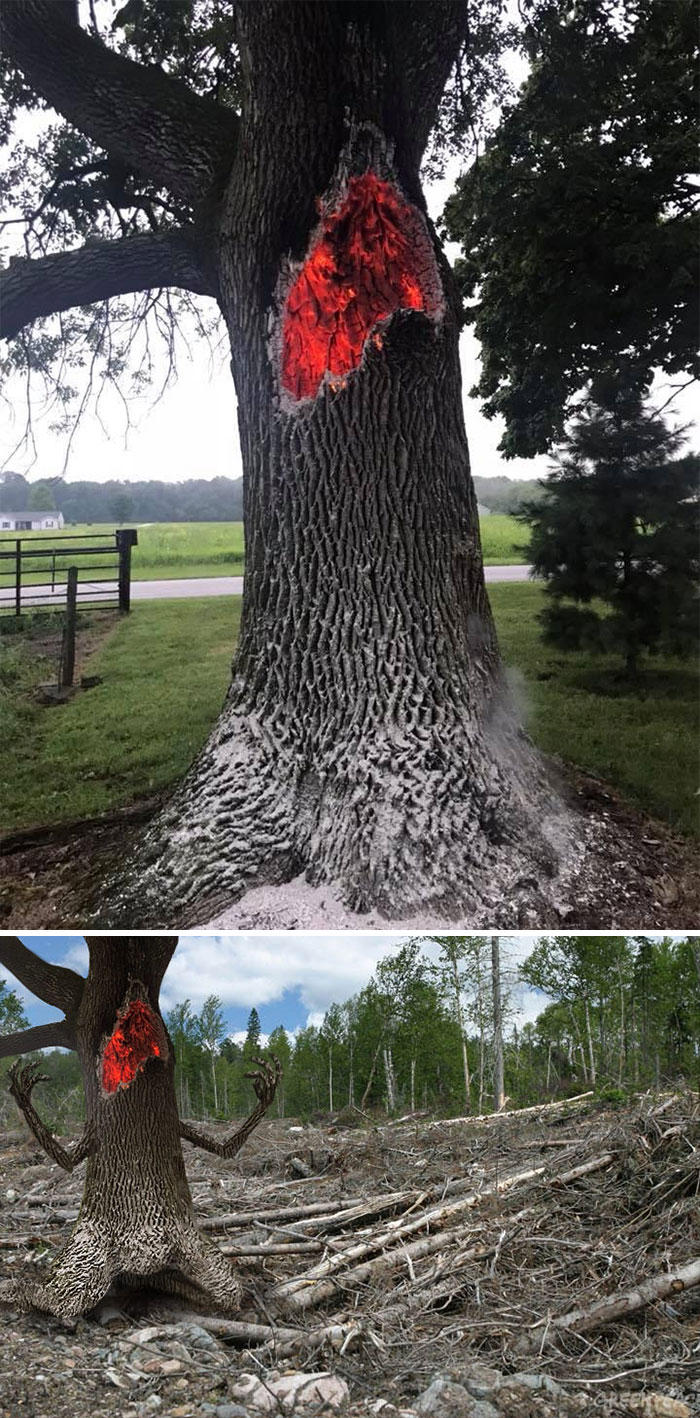 This Tree That Was Struck By Lightning