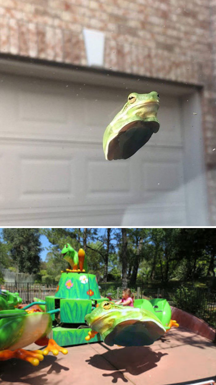 This Frog Sitting On A Windshield
